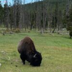 Bison in Yellowstone National Park