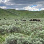 Buffalo in Yellowstone National Park