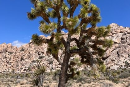 Joshua Tree National Park